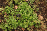 Cochlearia officinalis RCP2-2019 (44).JPG